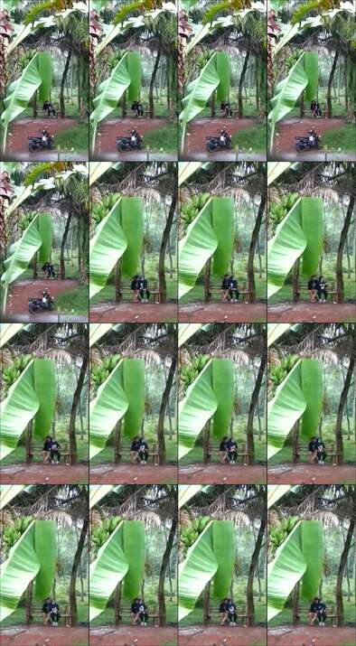 Video Pacaran Di Kebon Terekam